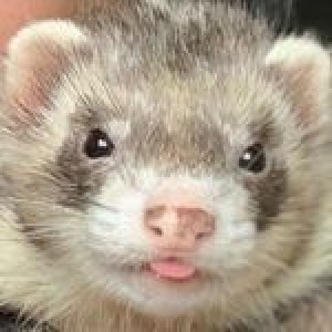 Ferret Every Hour