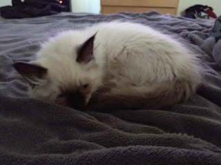 manse kitten.jpg