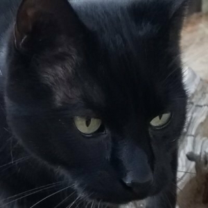 Veirling | #MMIWG #LandBack :flag_transgender: