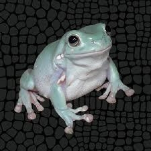 Pudding Frog ☭