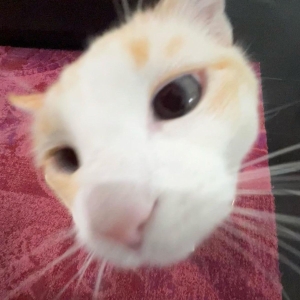 lawllo