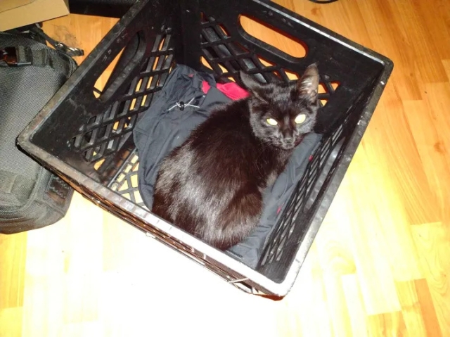 dinah box.jpg