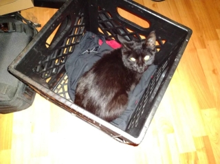 dinah box.jpg