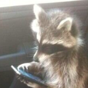 Hourly Raccoons
