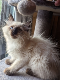 Cats