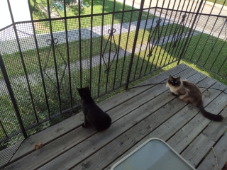 Cats