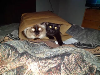 bagged cats.jpg