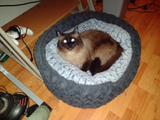 Cats