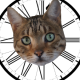 CatAClock :spinny_ca