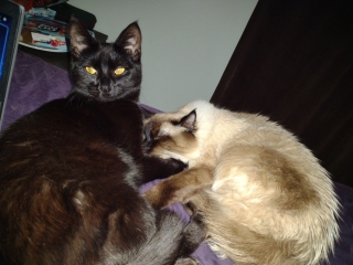 kitties.jpg