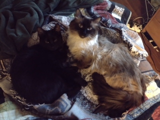 cuddles.jpg