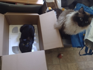Cats