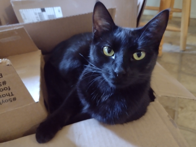 A boxed black cat whose name is Dinah