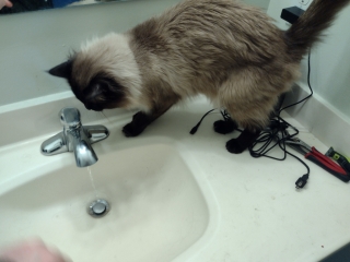 Cats