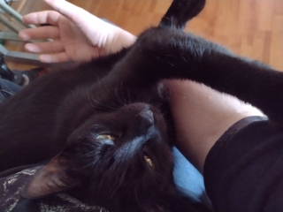 Cats