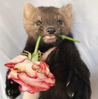 Sable-Flower.jpg