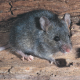 a normal mouse :ace:
